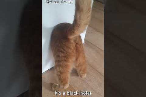 Unbelievable… Ginger cat disappears in Black Hole! #shorts