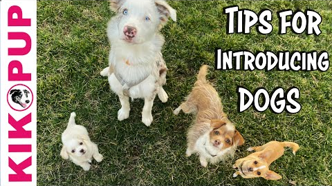 Tips for INTRODUCING Dogs - Professional Dog Training