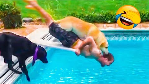 Funniest Kittens - Cute Funny Dog and Cat Videos - Part 32