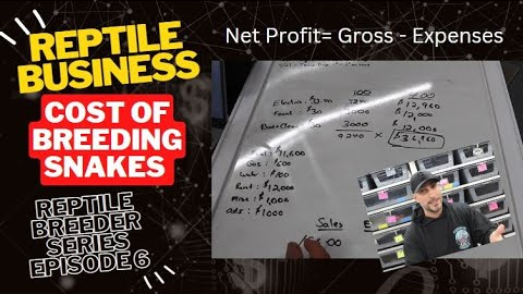 Cost of Breeding Snakes- Profit, Loss, Gross Pay.  Reptile Breeder Series Episode #6