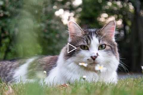Cat Video 2023 | Best Cats Video | Funny Cats And Kittens Videos | Cute  Baby Cat Videos Compilation