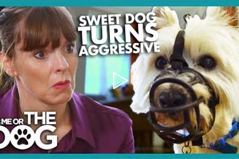 Sweet Dog Turns Aggressive! | It's Me or The Dog