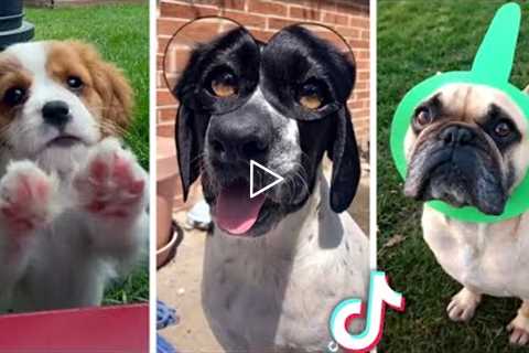 Best DOG Videos Ever!! 🐶 (Compilation of Funny PUPPIES) 🐶
