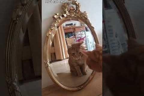 Who is this cat at the back of the mirror? Cody finds out!😸 #shorts