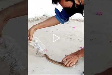 cobra snake bite video #short #shorts #cobra #bite #sarpmitra #snake