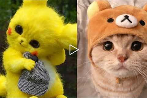 Funniest Kittens - Cute Funny Dog and Cat Videos - Part 33