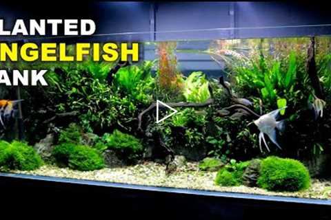 Aquascape Tutorial: Non co2 4ft Angelfish Aquarium (How To: Full Step By Step Guide, Planted Tank)