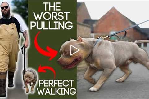 Best Tip To Stop Your Dog Pulling On The Leash