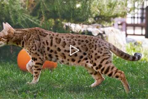How to Train a Bengal Cat