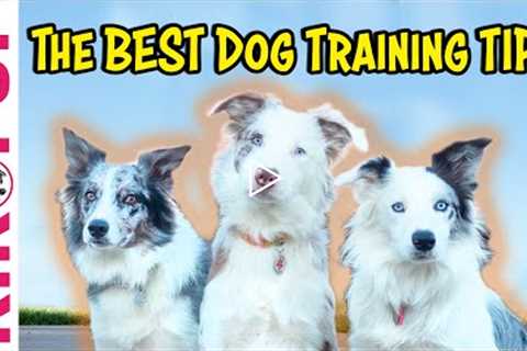 The Best Dog Training Tips