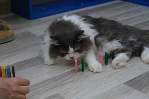 Cute Cats Play With Domino