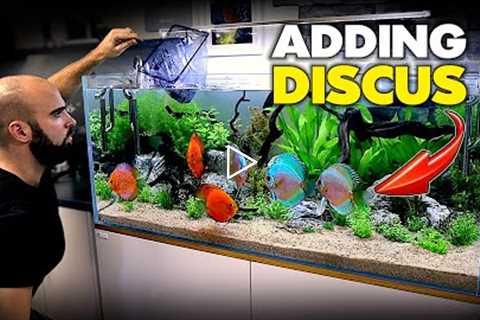 ADDING THE DISCUS!! Planted Discus Aquarium Build (EP4) | MD Fish Tanks