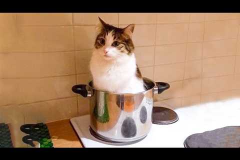 😹 You Definitely Laugh, Trust me 😱 – Funniest Cats Expression Video 😇 – Funny Cats Life
