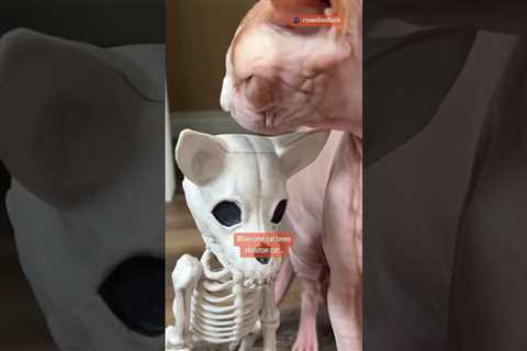 When cat loves skeleton cat 🐈 happy Halloween 🎃 👻 #halloween #cats #funnycatvideo #shorts