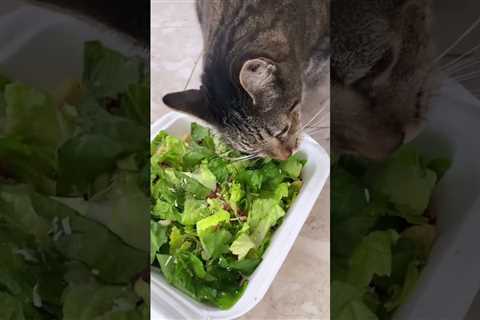 My cat loves caesar salad 😆😹 #cutecats #funnycatvideo #diettips #cats #shorts