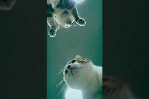 Cats vibing  😆😻 #funnycatvideo #cutecats #cats #gingercat #shorts