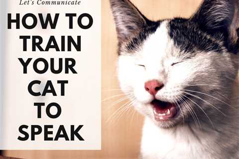 How to Train a Cat - Reward System, Treats and Luring
