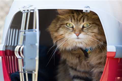 Best Methods For Crate Training Your Cat