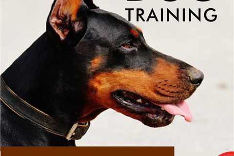 How to Start Dog Clicker Training