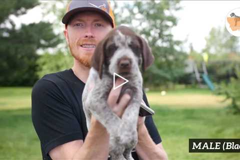SOLD “Mr. Black at 6 weeks - Male Wirehaired Pointing Griffon Puppy For Sale In Montana #griffon