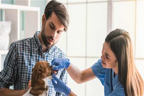 Pet Care: How Often Should You Take Your Pet to the Vet?