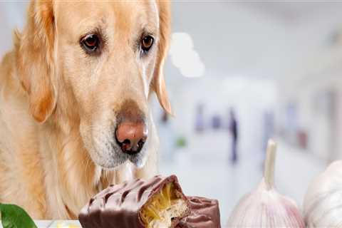 How to Care for Your Pet: What Foods to Avoid