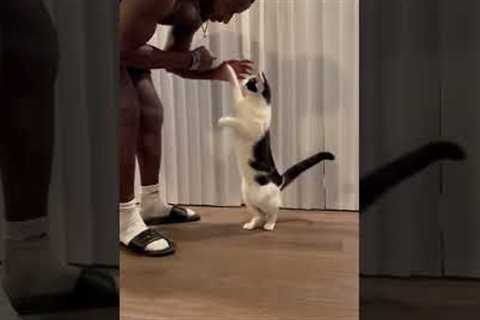Guy trained his cat to do tricks! #shorts
