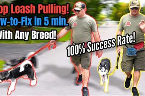 STOP Leash Pulling with ANY BREED Right NOW!  SO EASY!