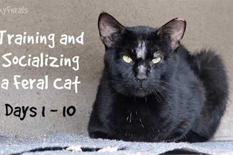 Training And Socializing A Feral Cat - Days 1 - 10 - Compilation Boo Day Videos