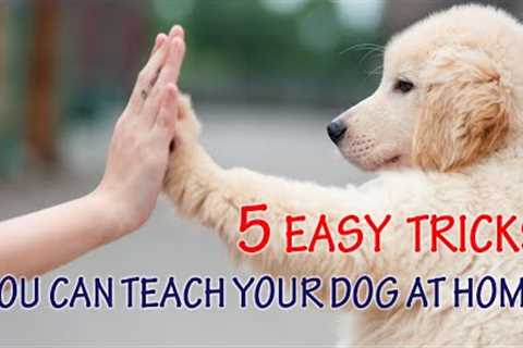 5 Easy Tricks You Can Teach Your Dog at Home