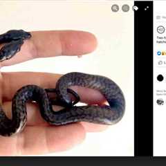 Two-Headed Snake Born In Australia Euthanized