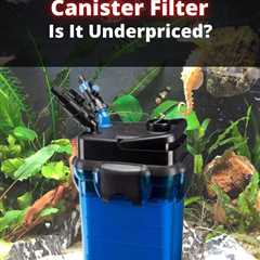 Penn Plax Cascade Canister Aquarium Filter Review – Why It’s Underpriced!
