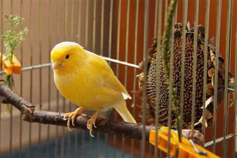 How to Quarantine Pet Birds: An Insightful Guide