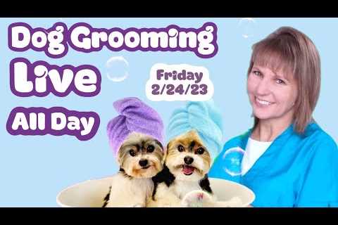 Dog Grooming Live All Day,  Everyday! Poodles, Maltese, Shih Tzu’s (one is 18 years old!) &..