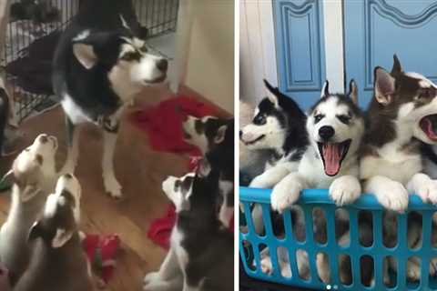 Husky Mama Teaches Her Pup To Howl With An ‘Adorable’ Coaching Session