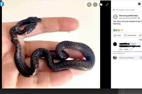Two-Headed Snake Born In Australia Euthanized