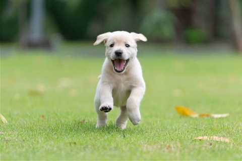 Puppies And Exercise: How Much Is Too Much?