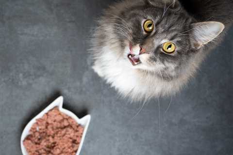 What is the Best Food to Feed Your Cat?