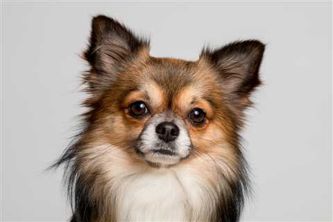 20 Best Foods for a Chihuahua with Diarrhea