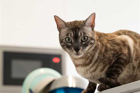 Keeping Cats Off Your Counters