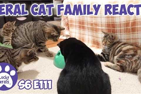 Feral Cat Family Reacts To Pop N'' Play Cat Toy | S6 E111 | Training Feral Cats