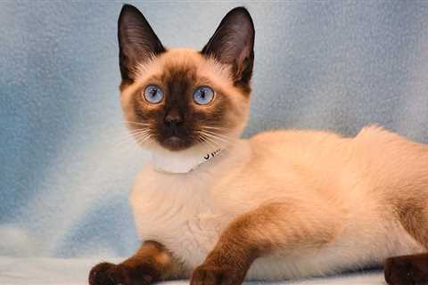 5 Reasons Kittentanz is a perfect place to get a Siamese kitten