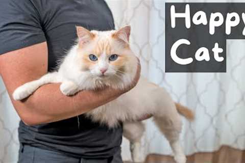 How to Properly Pick Up and Hold a Cat (4 Hold Techniques) | The Cat Butler