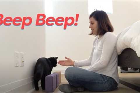 Teach your cat to back up with clicker training