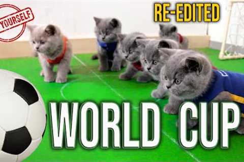 Cats Love Soccer ⚽️🏆 World Cup Cats REDUX 😂 Cute British Shorthair Kittens Playing Funny Football