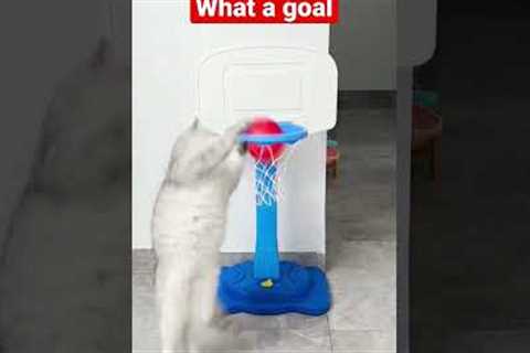 what a goal, cat training#viralshorts #like #comment #share