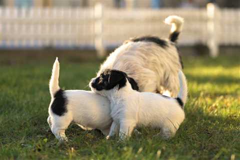 5 Common Reasons Dogs Lick Other Dogs’ Privates