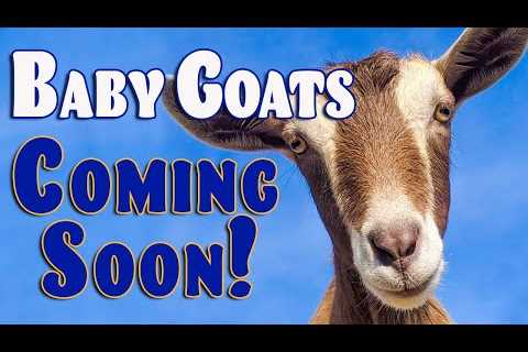 Live Baby Goat Delivery Camera - Syman Says Farms
