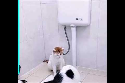 Toilet Cat Training