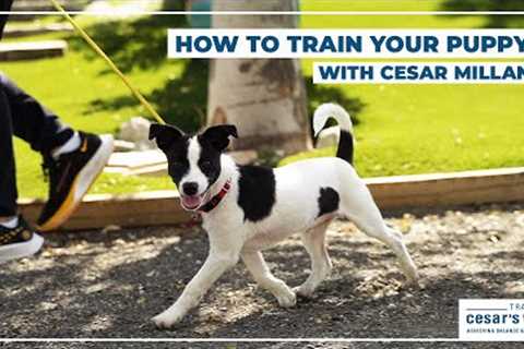 How To Train Your Puppy! (With Cesar Millan)